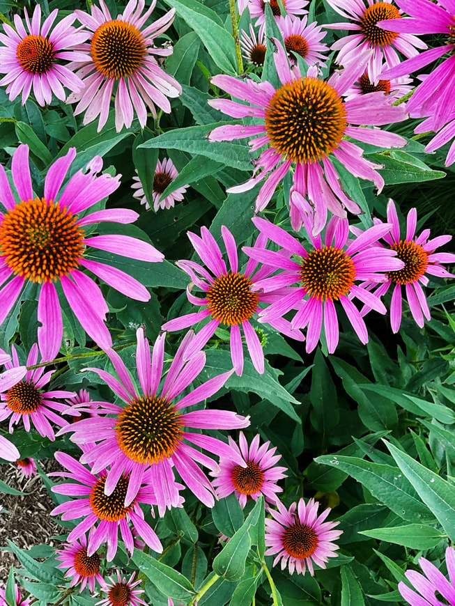 La photo de Gisselle?Ayala représentant des marguerites roses.