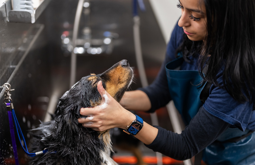 Los cuidadores y estilistas de mascotas reciben llamadas y notificaciones importantes en el Apple Watch.